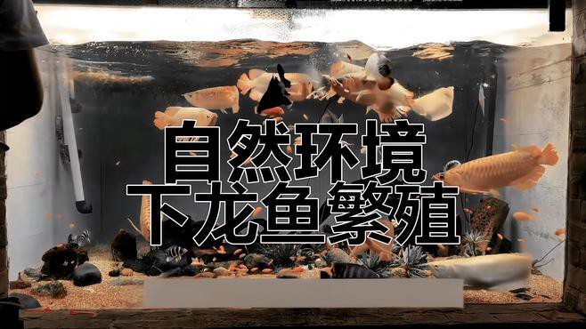 如何為金龍魚繁殖缸設置最佳環境？