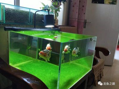 龍魚老是在缸上面游怎么回事：龍魚在魚缸頂部游動可能是因為以下幾個原因