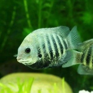 金龍魚排名（金龍魚作為觀賞魚品種的排名在中國市場的排名還是金龍魚） 金龍魚排名（金龍魚作為觀賞魚品種的排名在中國市場的排名還是金龍魚） 龍魚百科 第4張