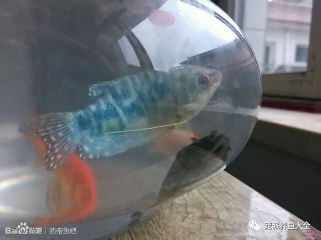 曼龍魚和孔雀魚混養好不好