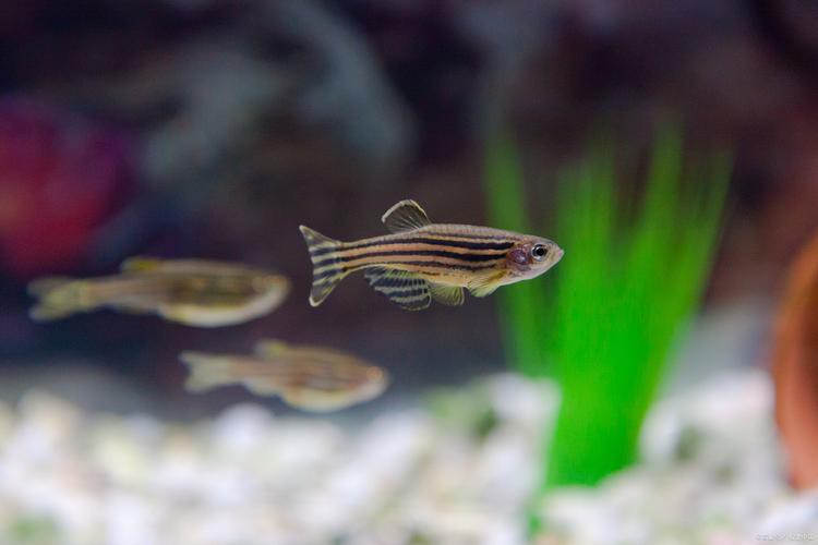 斑馬魚和龍魚能混養(yǎng)嗎圖片對(duì)比大全