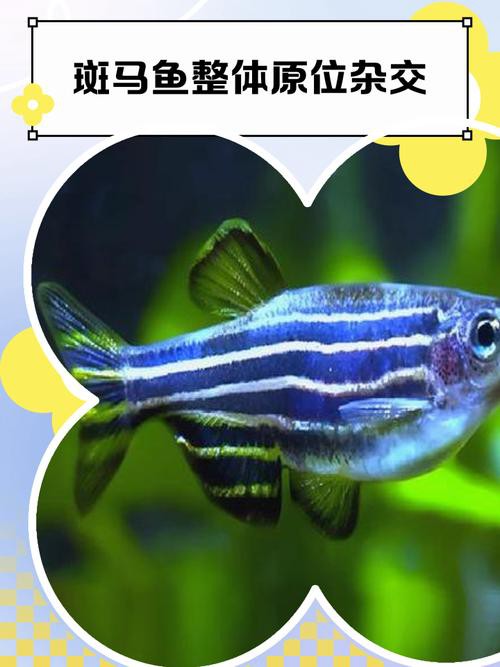 斑馬魚和龍魚能混養(yǎng)嗎圖片對(duì)比大全