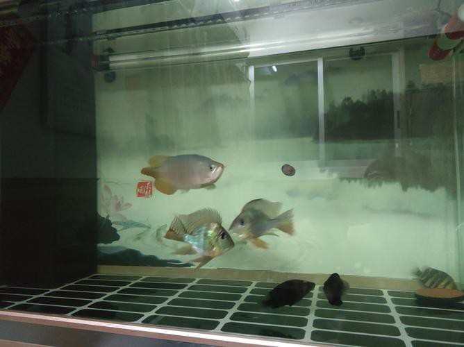 斑馬魚和龍魚能混養(yǎng)嗎圖片對(duì)比大全