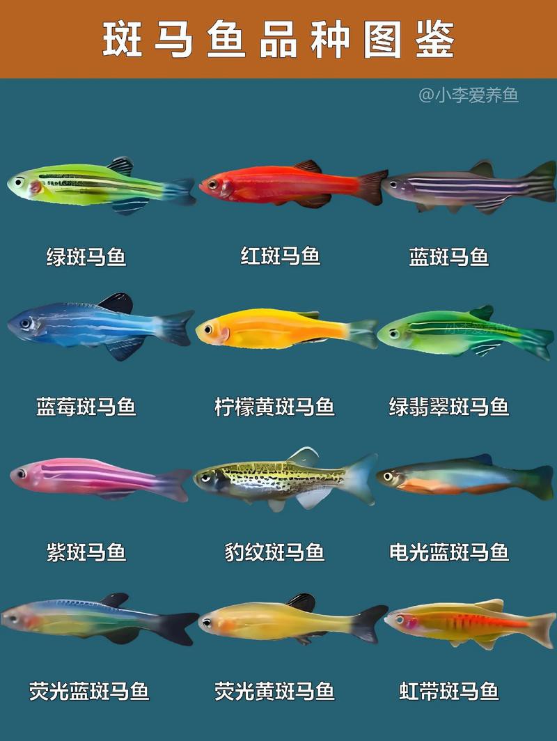 斑馬魚和龍魚能混養嗎圖片對比大全