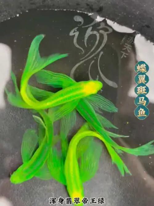 斑馬魚和龍魚能混養(yǎng)嗎圖片對(duì)比大全