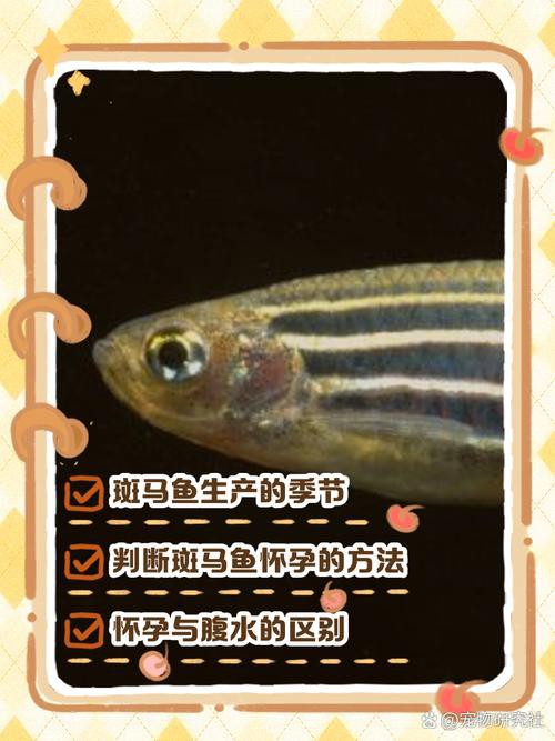 斑馬魚和龍魚能混養(yǎng)嗎圖片對(duì)比大全