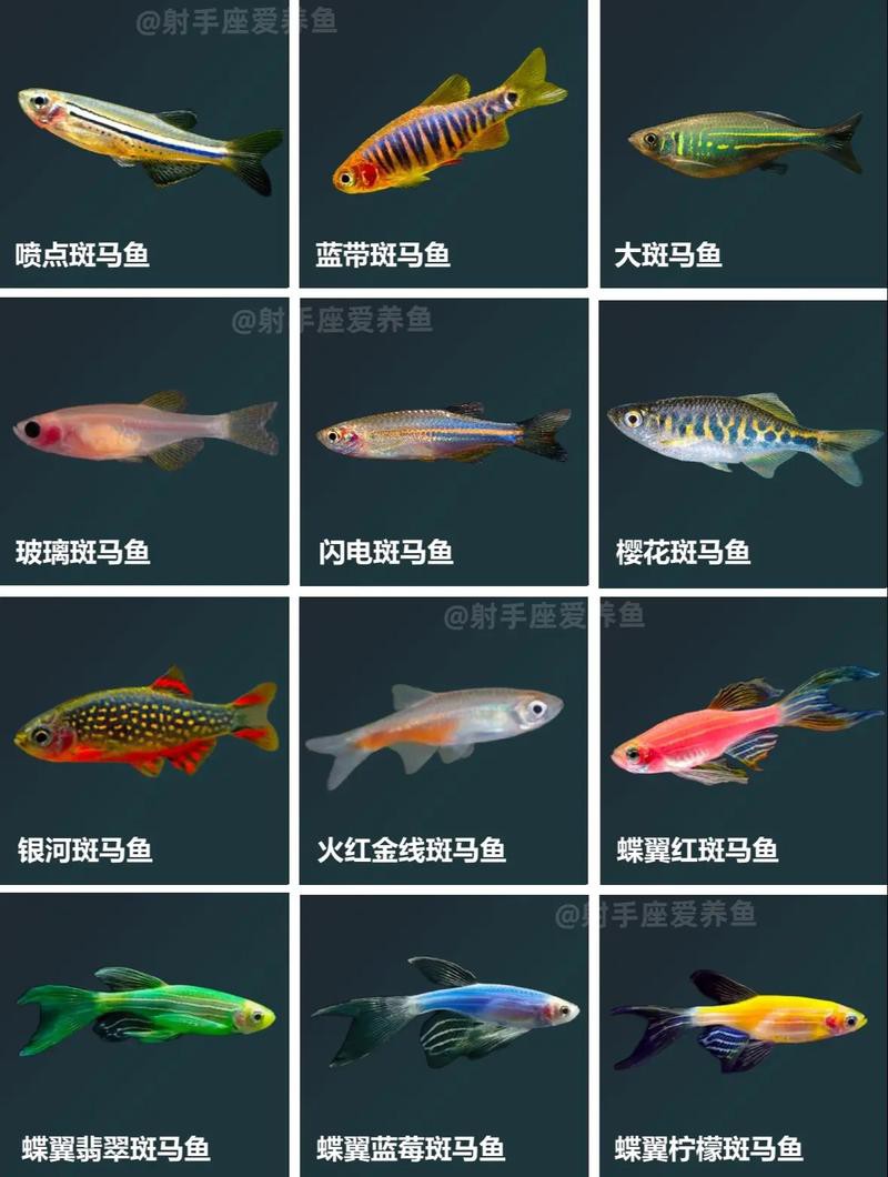 斑馬魚和龍魚能混養(yǎng)嗎圖片對(duì)比大全