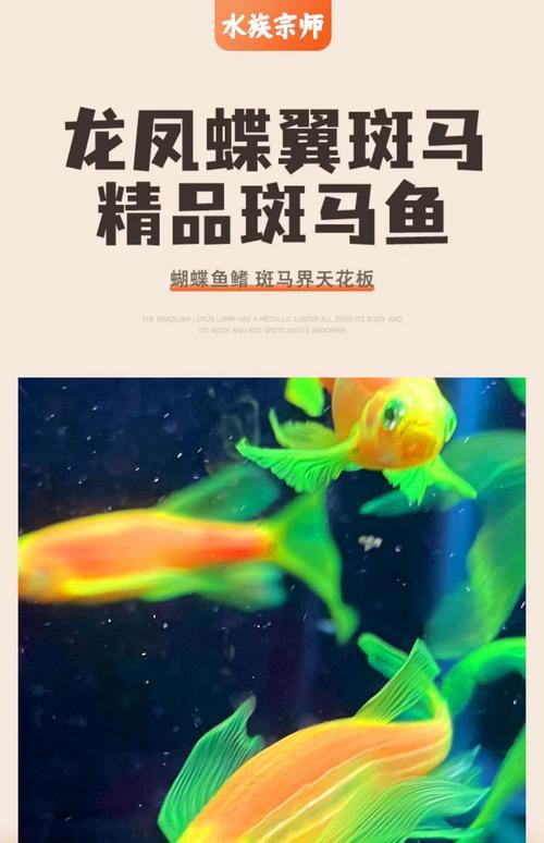 斑馬魚和龍魚能混養(yǎng)嗎圖片對(duì)比大全