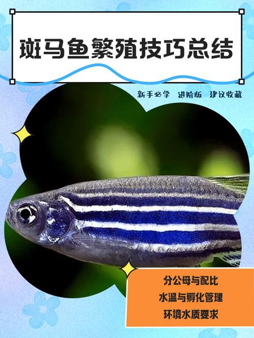 斑馬魚和龍魚能混養(yǎng)嗎圖片對(duì)比大全