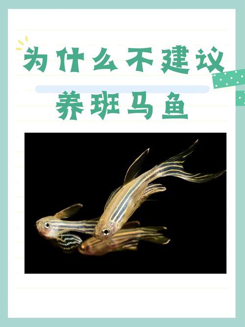 斑馬魚和龍魚能混養(yǎng)嗎圖片對(duì)比大全