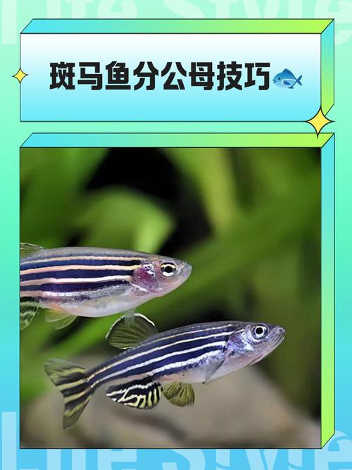 斑馬魚和龍魚能混養(yǎng)嗎圖片對(duì)比大全