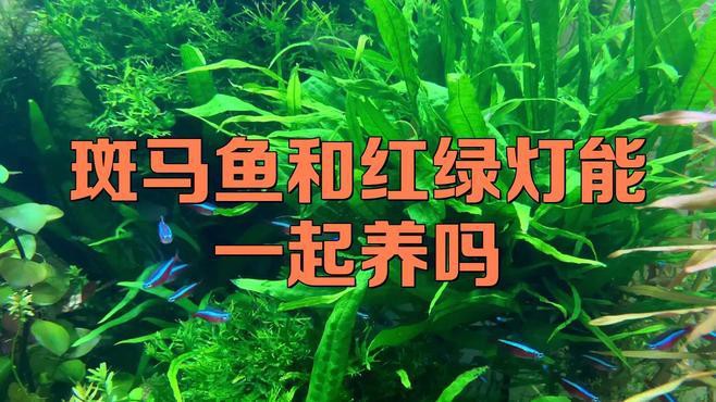 斑馬魚和龍魚能混養(yǎng)嗎圖片對(duì)比大全