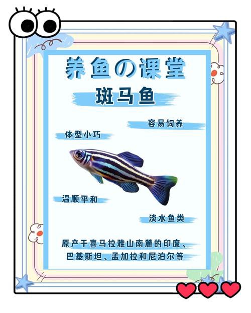 斑馬魚和龍魚能混養(yǎng)嗎圖片對(duì)比大全