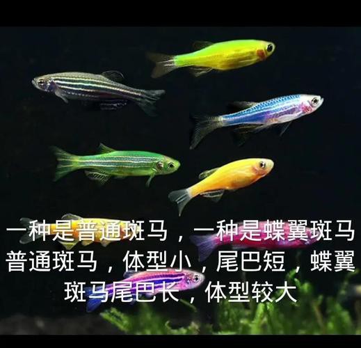 斑馬魚和龍魚能混養(yǎng)嗎圖片對(duì)比大全