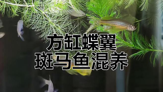 斑馬魚和龍魚能混養(yǎng)嗎圖片對(duì)比大全