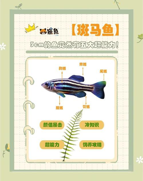斑馬魚和龍魚能混養嗎圖片對比大全
