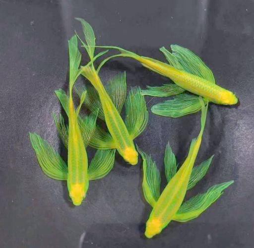 斑馬魚和龍魚能混養(yǎng)嗎圖片對(duì)比大全