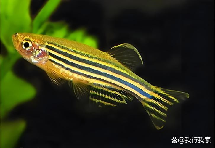 斑馬魚和龍魚能混養(yǎng)嗎圖片對(duì)比大全