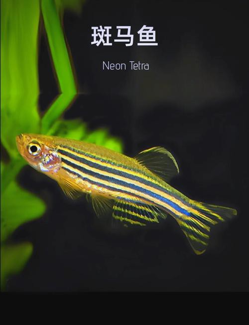 斑馬魚和龍魚能混養(yǎng)嗎圖片對(duì)比大全