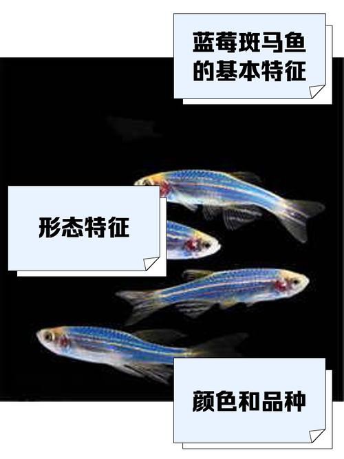 斑馬魚和龍魚能混養(yǎng)嗎圖片對(duì)比大全