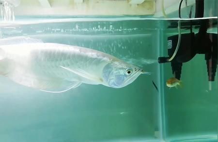 銀龍魚(yú)養(yǎng)殖利潤(rùn)分析：養(yǎng)殖銀龍魚(yú)的風(fēng)險(xiǎn)