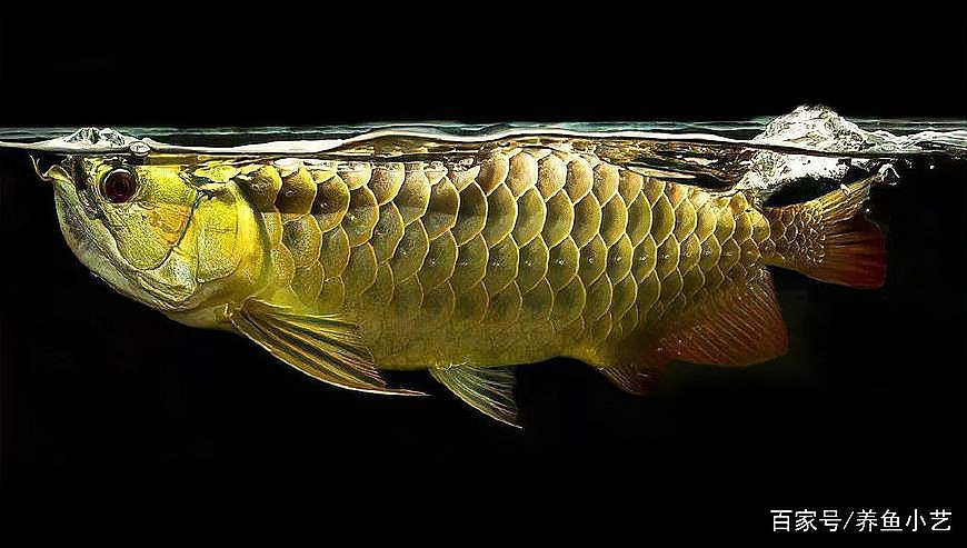 如何判斷龍魚是否開始恢復食欲？