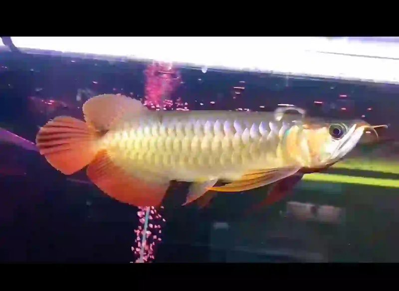 如何判斷龍魚是否開始恢復食欲？