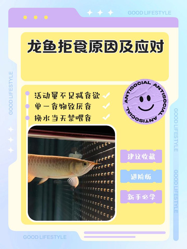 如何判斷龍魚是否開始恢復食欲？