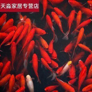 濟南紅龍魚專賣店電話多少（如何查詢濟南紅龍魚專賣店電話）