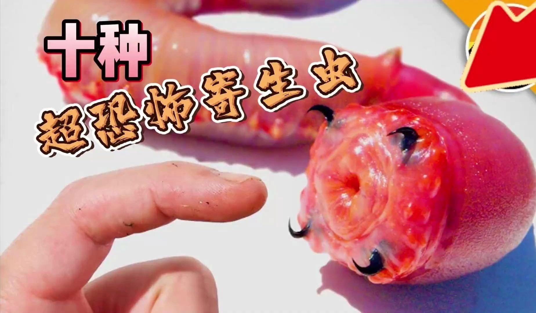 給我推薦一些龍魚寄生蟲藥物 給我推薦一些龍魚寄生蟲藥物 龍魚百科 第6張