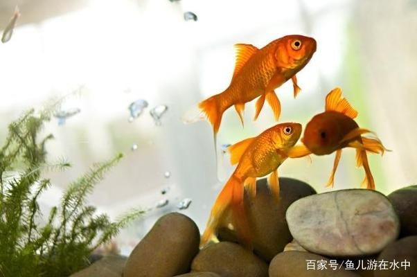 想讓魚缸里的水清澈透明放啥不用換水（如何自制硝化細菌培養液清道夫和食苔蝦的飼養技巧）