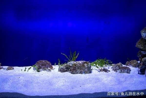 想讓魚缸里的水清澈透明放啥不用換水（如何自制硝化細菌培養液清道夫和食苔蝦的飼養技巧）