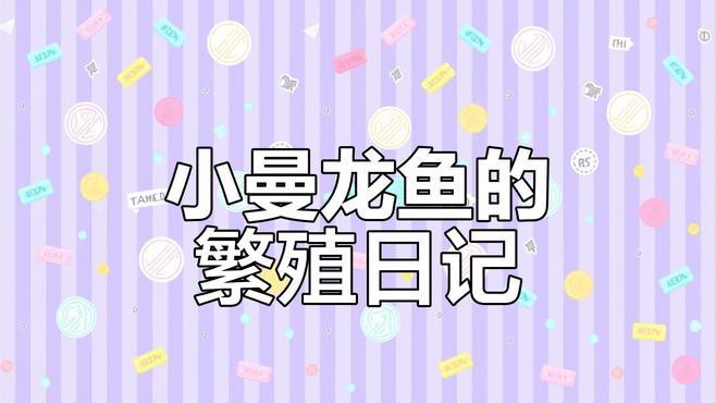 曼龍魚是原生魚嗎怎么養