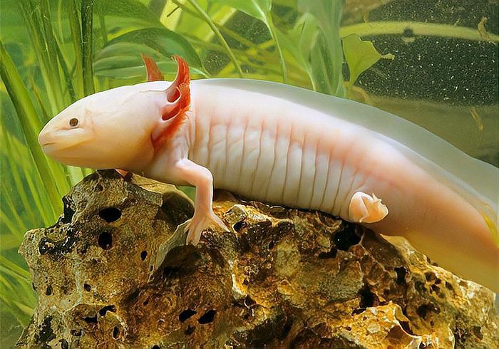 六角恐龍魚可以吃蝦嗎