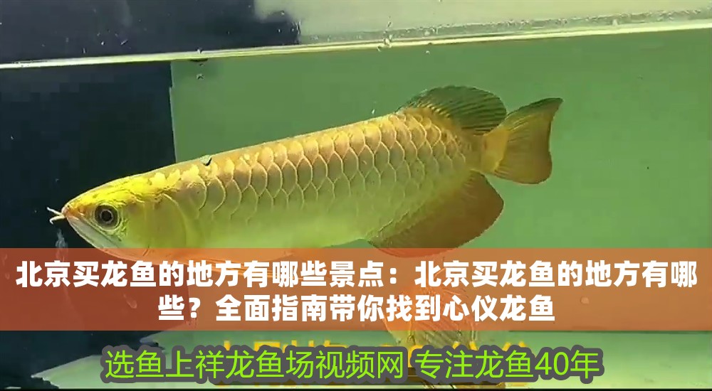 <strong><mark>北京</mark></strong>買龍魚的地方有哪些景點：<strong><mark>北京</mark></strong>買龍魚的地方有哪些？全面指南帶你找到心儀龍魚