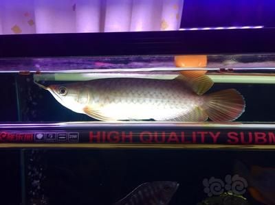 龍魚一個月長多少厘米：如何判斷龍魚的生長速度 龍魚一個月長多少厘米：如何判斷龍魚的生長速度 龍魚百科 第3張
