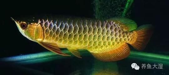 怎么讓龍魚后三鰭撐開（為了讓龍魚的后三鰭（臀鰭、背鰭、尾鰭）能夠正常撐開）