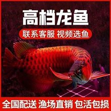 哪里可以購買到正宗的金冠紅龍魚？