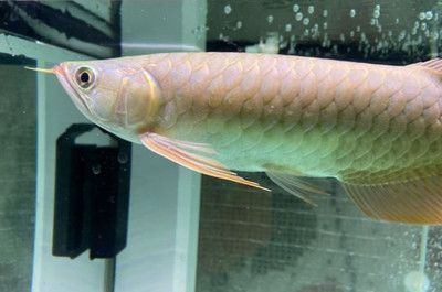 養(yǎng)龍魚要加海鹽嗎？：養(yǎng)龍魚是否需要加海鹽