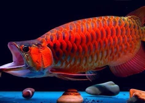 龍魚嘴邊有小泡什么情況：龍魚嘴邊出現(xiàn)小泡什么情況