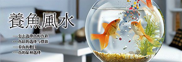 屬龍的人養(yǎng)魚的最佳位置