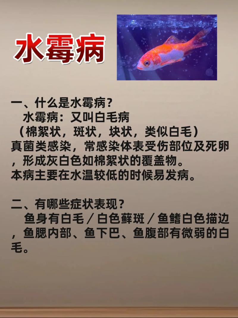 金龍魚身上長白毛怎么辦啊圖片