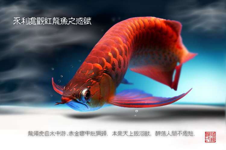 紅龍魚英文名字怎么讀