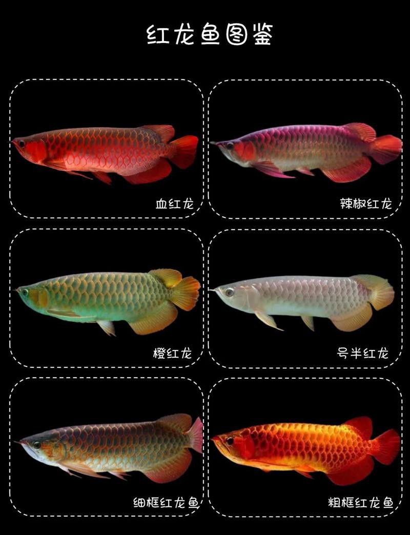 紅龍魚英文名字怎么讀