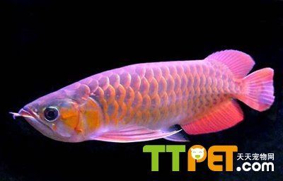 紅龍魚鱗片充血：紅龍魚鱗片充血怎么辦 紅龍魚鱗片充血：紅龍魚鱗片充血怎么辦 龍魚百科 第2張