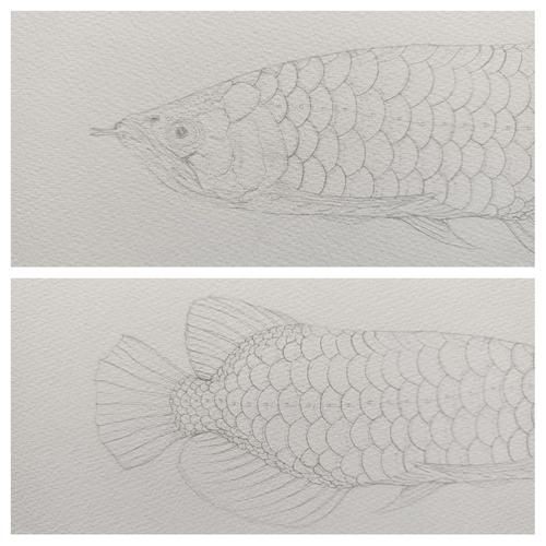 龍魚最簡單紋法圖解