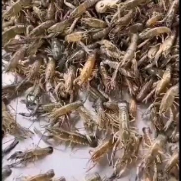 南寧龍魚價格查詢網站官網 南寧龍魚價格查詢網站官網 龍魚百科 第2張
