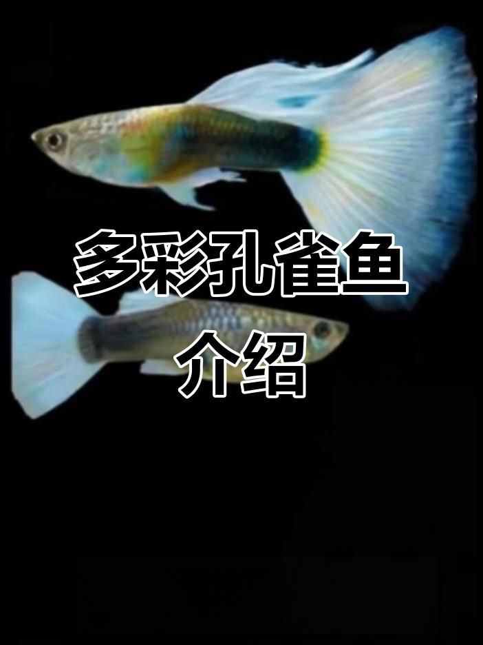 孔雀魚所有品種 孔雀魚所有品種 龍魚百科 第2張