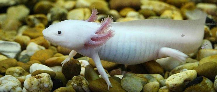 小火龍魚可以與哪些非魚類混養(yǎng)？