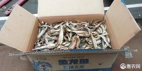 小龍魚價格多少錢一條：小龍魚價格多少一條